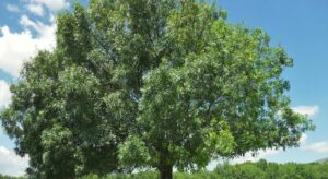 Una foto che rappresenta la bellezza di un frassino verde, un albero di quercia, circondato da una folta vegetazione siciale Un paesaggio naturale perfetto per la vostra casa