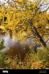 Unimmagine che ritrae una scena serena nella natura un fiume bordato da una betulla gialla si snoda tra una vegetazione rigogliosa e una terra ricca Uno stagno tranquillo e un albero piegato dal vento sono i testimoni di questo paesaggio, invitando gli animali a godere dellaria aperta e dellacqua cristallina Unimmagine suggestiva che celebra la bellezza della natura e dei suoi abitanti