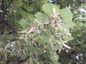 Questa fotografia mostra unincantevole scena di un albero tiglio staghorn, con una quercia in mezzo La vegetazione erbacea, le foglie e i fiori del tiglio, insieme ai frutti della quercia, creano unatmosfera di una natura serena e rigogliosa