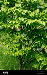 Questa immagine mostra laffascinante varietà di vegetazione presente in un bosco misto giapponese, con un tiglio variegato che si staglia tra aceri, quercie e altre piante La foglia di tiglio è particolarmente bella e distintiva, rendendo questa una splendida vista della natura