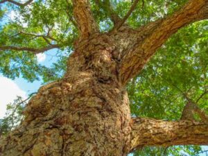 Immagine di un albero di quercia o platano con alcune noci pecan appese al tronco, una prelibatezza della natura