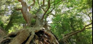 Un albero Giapponese Maple si erge solitario in mezzo a una ricca vegetazione, con le sue radici profondamente ancorate alla terra Nel suo intorno, grandi tronchi di quercia, aceri e altre specie vegetali formano una fitta foresta pluviale, come una piccola giungla in miniatura