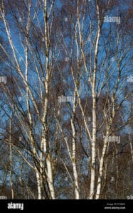 Una pianta di Betulla Occidentale e Quercia cresce insieme, rappresentando la bellezza e la grandezza di un albero