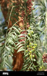 Unincantevole immagine di un albero di pepe nero, con una fitta vegetazione di felci, fiori, germogli e boccioli Una conifera che si staglia sullo sfondo, regalando uno spettacolo di bellezza e natura incontaminata