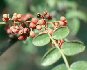 Immagine di unestate calda nella regione dello Szechuan con una ricca vegetazione Bud è seduto sotto un albero con una bacchetta in mano che raccoglie foglie e frutta, come lamponi, che crescono tra i rami Uno sguardo al gusto della cucina della regione i sapori dello Szechuan Pepe