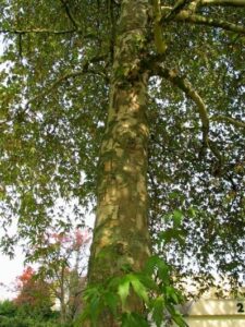 Questa immagine mostra un albero orientale che si erge tra una quercia e un tiglio La vegetazione è abbondante, con la robusta corteccia del tronco di un albero a fare da sfondo