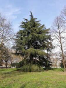 Questa immagine mostra un cedro himalaico, una pianta conifera, appartenente alla famiglia degli abeti Si tratta di una specie di pino Picea che cresce ad altitudini elevate Un albero che incarna la forza e la resistenza della natura