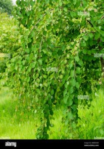 Questa immagine mostra unincredibile albero magico ricco di vegetazione Al suo interno, una pianta di fiori, una vite con frutta maturo e una varietà di erbe e foglie Un luogo di abbondanza, con unenergia produttiva che offre una miriade di fiori colorati