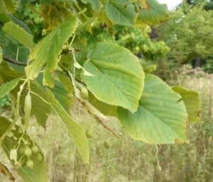 Questa immagine mostra un albero di tiglio americano con foglie di HerbFoglia Una pianta venerata come albero di quercia o faggio, lerbetta medica che circonda questo albero verdeggiante è un segno della ricca vegetazione che caratterizza il paesaggio