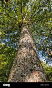 Questo è uno splendido scorcio di una foresta di alberi Kauri, con una miscela di alberi di quercia, tiglio, gomma para e altri alberi La vegetazione è fitta e il tronco di un albero Kauri spicca in primo piano, rendendo questa immagine unica e meravigliosa