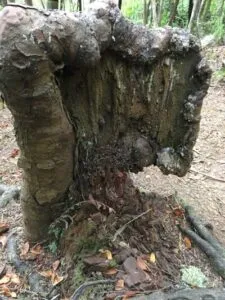 Un tronco di albero Kauri, unantica pianta simbolo della rigogliosa vegetazione del suolo neozelandese, che ospita intere foreste di alberi, offre un rifugio a una persona, come un cippo di un antico regno