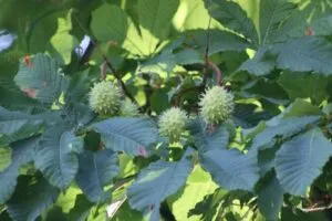 Un albero di castagno selvatico dellIndia, che sfoggia una ricca vegetazione e un fiore profumato sulla sua foglia