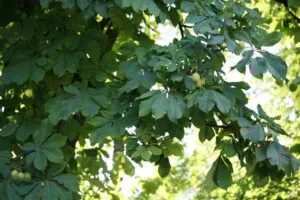 Un albero ippocastano indiano gigante con uno spettacolare tronco e una magnifica vegetazione, offrendo una ricca fonte di cibo e frutta come i suoi prodotti più pregiati, i deliziosi paltani Unimmagine che rappresenta la bellezza e la vitalità della natura