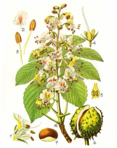 Questa foto mostra un albero di India Chestnut, una pianta erbacea appartenente alla famiglia Annonaceae Lalbero è caratterizzato da foglie lucide e da un magnifico bocciolo di fiore bianco rosato Il nocciolo è uno dei frutti più apprezzati nei paesi tropicali e subtropicali