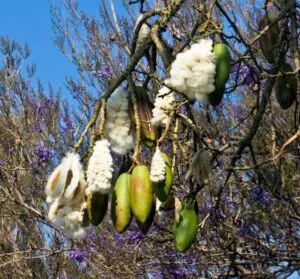 Unimmagine che mostra la bellezza e la diversità della natura un albero carico di frutta, una pianta di cotone, un animale selvatico, un uccello che canta, e un fiore che sboccia Tutto ciò che la natura ci offre in ununica scena dal cibo alla fibra di cotone