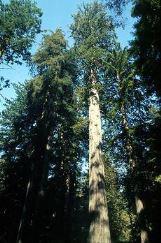 Un gigante della foresta, lFernAlbero, che si erge tra i boschi di conifere e le giungle pluviali Una vegetazione lussureggiante che comprende alberi di abete e felci che incorniciano la terra Unimmagine che racchiude tutta la bellezza della natura