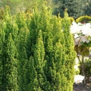 Questa immagine ritrae una falsa pianta di pino conifera, nota anche come Taxus Un albero che, sebbene abbia laspetto di un albero vero, non cresce come un albero reale Unimmagine suggestiva che mostra la bellezza di questo albero falso