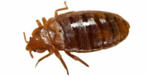 Immagine raffigurante un scorpione, insetto comunemente associato a problematiche di infestazione