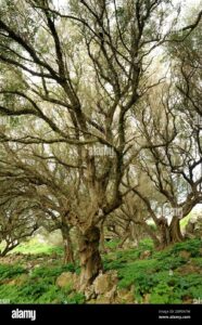 Un imponente tronco dalbero oleaster, circondato da una ricca vegetazione e conifere sempreverdi, emerge dalla macchia di un bosco Una scena di serenità e di profonda connessione con la terra, che racconta la storia di un tasso e di un albero evergreen