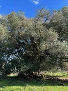 Questa immagine mostra un albero oleaster, una delle specie più comuni di piante e alberi presenti nelle zone di vegetazione mediterranea