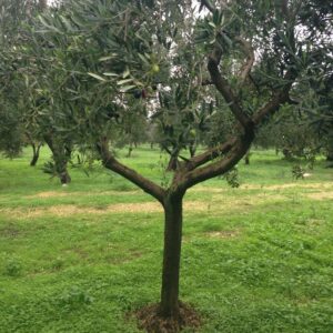 Questa immagine, che ritrae un antico olivo, è un simbolo della natura e della vegetazione il tronco massiccio dellalbero, con le sue radici profonde nella terra, domina una scena di bosco con una fitta vegetazione di alberi, erba e cespugli Una suggestiva rappresentazione di unarmonia naturale