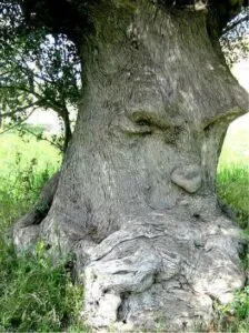 Questa immagine rappresenta un olivo antico, simbolo di forza, natura e resistenza Nel quadro si possono scorgere una quercia, un albero, la terra, la vegetazione, un bosco, un boschetto, un canguro, un tronco dalbero e una foresta Insieme, questi elementi rappresentano la bellezza e la forza della natura