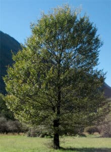 Immagine di unincantevole foresta di alberi, in cui un olmo comune si staglia tra una quercia e un platano La sua sottile silhouette è messa in risalto dal tronco di un altro albero adiacente, ricordandoci limportanza e la bellezza della natura