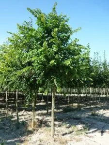 Un olmo comune è un albero dallaspetto imponente, che rappresenta la vitalità della natura Le sue foglie, che si stagliano contro il cielo azzurro, sono una luce di speranza nella terra, un invito a uscire allaria aperta e godere di una passeggiata in un bosco ricco di vegetazione