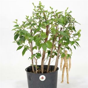 Una persona che ammira un albero di Olmo Comune in un vaso, con una foglia e un fiore che lo decorano Una pianta che porta vita e bellezza