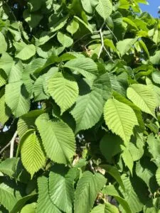 Questa magnifica immagine ritrae un olmo montano con le sue foglie, rappresentando la vegetazione erbale che circonda gli alberi e le piante in uno scenario naturale Unesperienza tranquilla e rilassante nella meravigliosa bellezza della natura