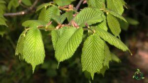 Una fotografia di un olmo montano che si staglia contro una leggera nebbia La vegetazione lussureggiante intorno è costituita da cespugli di foglie di bush, erba e fiori Lalbero, con i suoi rami spessi e le foglie frastagliate, è una testimonianza della bellezza della natura