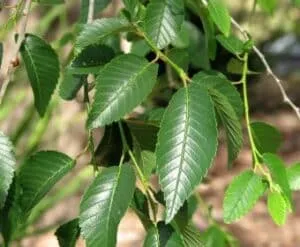 Questa immagine mostra un albero siberiano olmo con le sue belle foglie verdi e la sua vegetazione abbondante Una pianta solida che ha resistito al tempo, che rappresenta la forza e la tenacia del nostro pianeta Una pianta che può essere anche coltivata in un vaso, arricchendo così il nostro ambiente con le sue erbe e il suo erbale