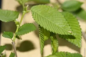 Un albero Siberiano Olmo, con le sue foglie e la sua vegetazione erbacea, come la menta, che sottolineano la sua bellezza