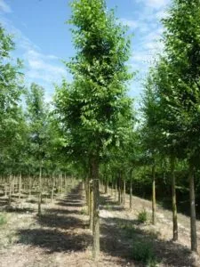 Un albero siberiano olmo e i suoi rami che si protendono verso il cielo, una foresta di alberi disposti in una grove che ricorda la bellezza della terra, una natura lussureggiante che ci ricorda la magia di essere allaperto Una vegetazione che cresce come un bosco in un meraviglioso paesaggio