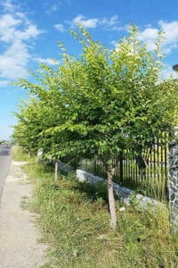 GiardinoUn albero di olmo siberiano in un cespuglio di vegetazione allaperto in un giardino circondato da un recinto a picket La natura al suo meglio allaria aperta nel cortile di casa