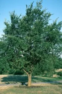 Un albero siberiano olmo cresce tra un divano e un banco, creando unatmosfera di vegetazione e mobili La quercia ricca fa da contrasto al SofaPianta, offrendo una sensazione di calma e armonia