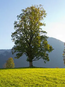 Immagine di una quercia nera di acero con tronco imponente che si allunga verso il cielo, con grandi foglie che si estendono oltre il tronco, con la terra che circonda la base dellalbero e un platano che cresce accanto Unimmagine che rappresenta la forza e la bellezza della natura