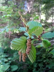 Questa fotografia è un ritratto di un albero di ontano bianco, una delle specie più iconiche della vegetazione di una foresta pluviale, con le sue foglie verdi e i suoi fiori bianchi Il paesaggio è quello tipico di un bosco, con lalbero alla base della scena e la terra che si estende attorno Una visione rasserenante che ricorda la bellezza della natura e della vita vegetale