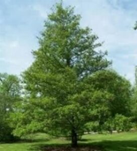 Unimmagine di un albero di ontano nero, conifere e quercia la natura si manifesta con una pianta dalla bellezza unica