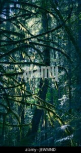 Un salice alaskano in un frutteto di OrchardTerra, in mezzo alla natura selvaggia di una foresta pluviale Un albero circondato da abbondante vegetazione, tra un bosco e una giungla, con un piccolo boschetto come sfondo