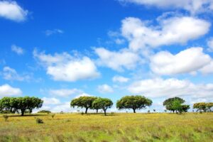 Una quercia del Portogallo in un paesaggio dorizzonte, tra la natura della terra e il cielo della prateria, portando un equilibrio tra ambiente esterno e albero