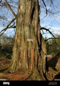 Un gigante rosso doro, una LeafPlant, un albero con un tronco massiccio e foglie lucenti che si ergono al cielo Unimmagine che rappresenta la forza della natura