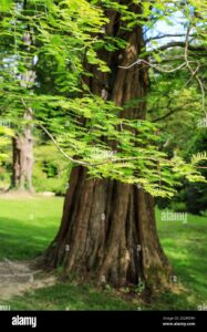 Un gigante dorato di terra e vegetazione, il tronco di una grande sequoia rossa che domina un bosco di conifere; una pianta maestosa, un albero eccezionale che svetta tra la terra e il cielo