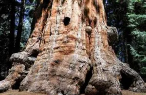 Una scena idilliaca un gigante rosso doro si erge tra un boschetto di vegetazione lussureggiante La base della sequoia rossa si allunga fino a fondersi con lampio tronco dellalbero, creando una cornice perfetta per una passeggiata tra le arie aperte del bosco