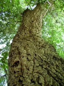 Questa immagine mostra una quercia da sughero con la sua robusta corteccia, che è circondata da una ricca vegetazione Un orso deliziosamente addormentato, uno dei più grandi mammiferi della fauna selvatica, si riposa su un grosso tronco dalbero Unimmagine idilliaca della natura in cui la bellezza della vita animale si fonde con la maestosità della pianta
