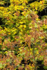 Una foglia di acero nero su un albero di acero che si erge tra la vegetazione la natura in tutta la sua bellezza