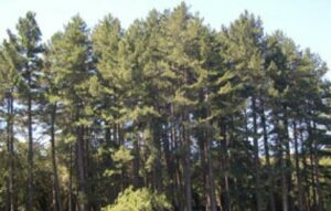Un pino nero che si staglia contro un bosco di conifere, una vegetazione lussureggiante che circonda unarea di terra incontaminata un paesaggio da sogno che ha come protagonista unabete