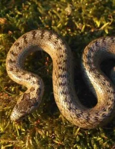 Immagine di una lucertola velenosa in Sardegna, utilizzata come rappresentazione del problema legato alla presenza di serpenti velenosi nella regione e della necessità di disinfestazione e bonifica