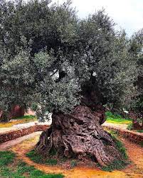 Questa immagine ritrae lincantevole bellezza della natura un ulivo americano, una pianta in vaso, che sboccia in un boschetto allaperto, circondata da un terreno ricco di vegetazione e altri alberi del bosco Una vista che ci ricorda quanto sia importante preservare la natura