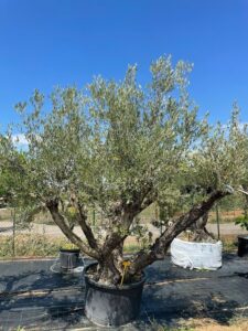 Questa fotografia mostra un esemplare di ulivo americano, una pianta dal tronco e dai rami contorti, accompagnata da unabbondante vegetazione Un albero dalle dimensioni compatte che si trasforma in un cespuglio ricco e rigoglioso